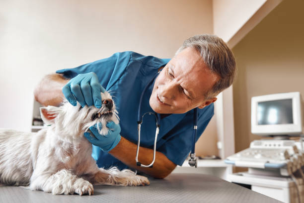 Best Pediatric Emergency Dentist in Chambersburg, PA